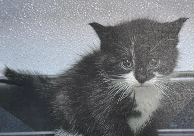 A young small-sized female Black & White / Tuxedo Domestic Short Hair cat named Snuffleupagus for adoption in Fort Madison, IA
