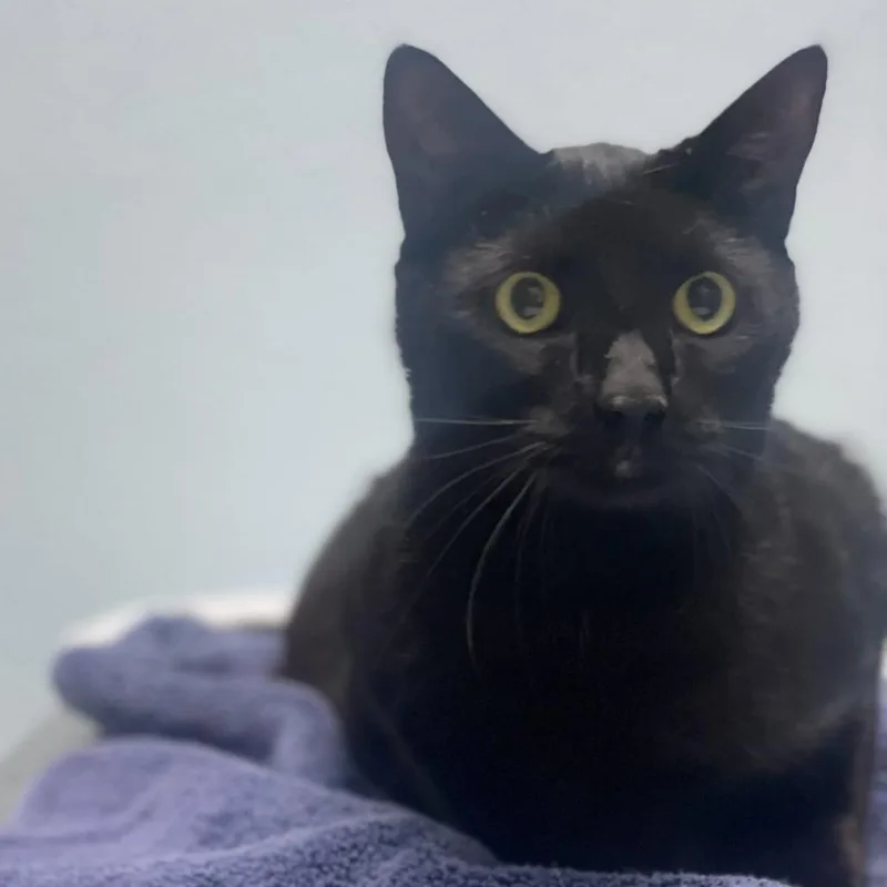 An adult extra large-sized male Black Domestic Short Hair cat named Edgar Allan Paw for adoption in Riverside, CA