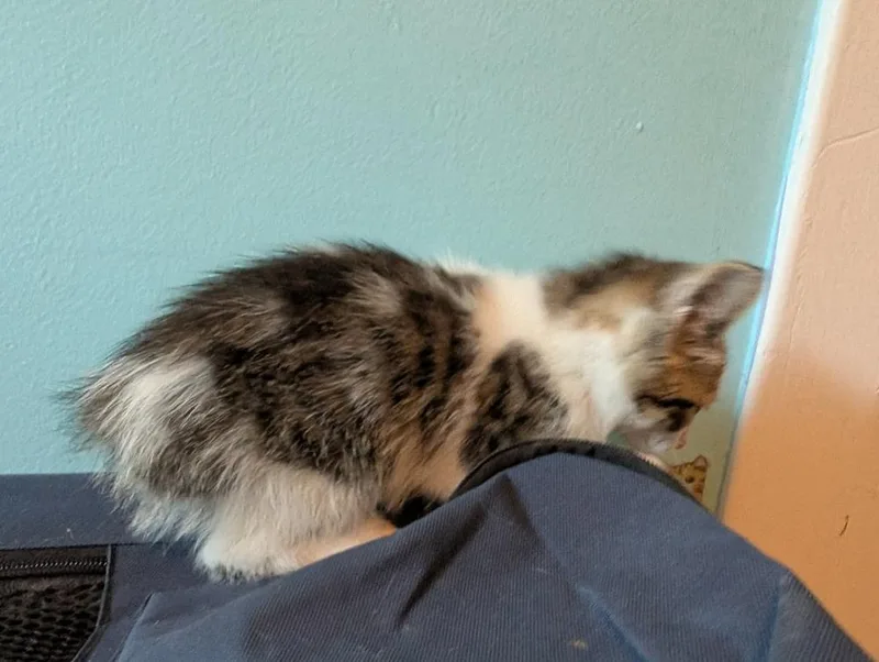 A baby small-sized female Gray & White Domestic Medium Hair cat named Popsicle for adoption in Poplar Grove, IL
