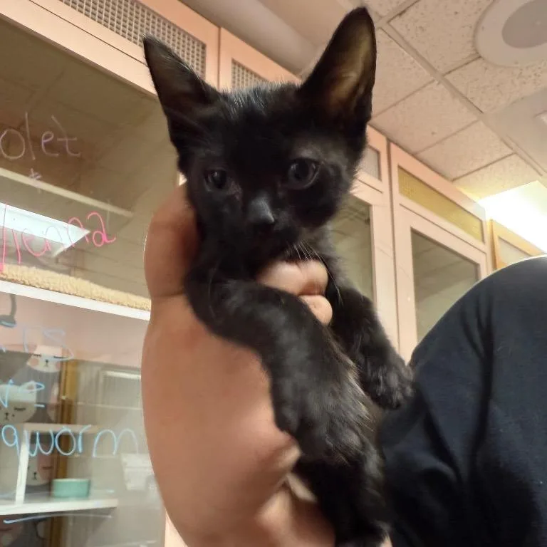 A young small-sized male Black Domestic Short Hair cat named Axon for adoption in Hamburg, NY