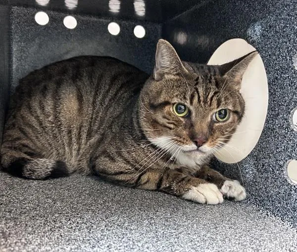 An adult medium-sized male Domestic Short Hair cat named Ferguson for adoption in New York, NY