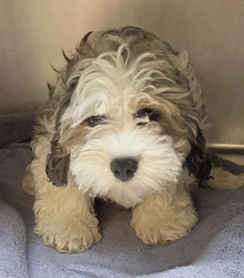 Cavapoos thumbnail 2