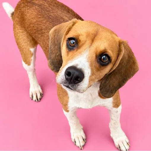 An adult medium-sized female Brown / Chocolate Beagle dog named Lucy for adoption in Concord, NC