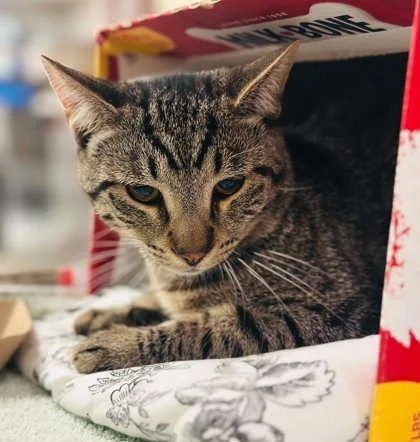 An adult medium-sized male Domestic Short Hair cat named Leo for adoption in West Chester, PA