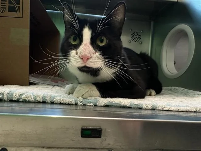 A young medium-sized male Domestic Short Hair cat named Pasta for adoption in Boston, MA