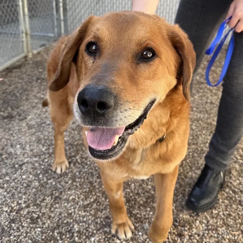 A senior large-sized male Golden Labrador Retriever dog named Wylie for adoption in Evanston, IL