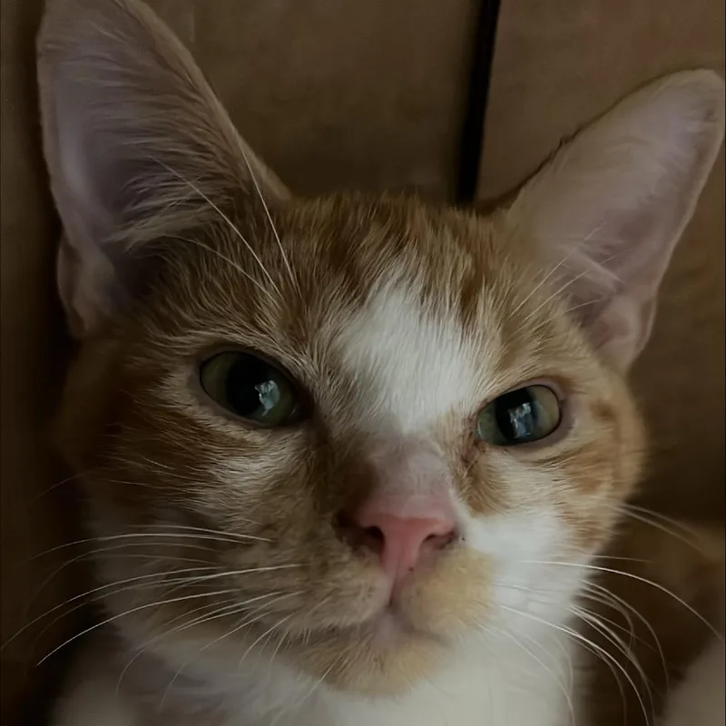 A baby medium-sized male Domestic Short Hair cat named Jib for adoption in Tacoma, WA