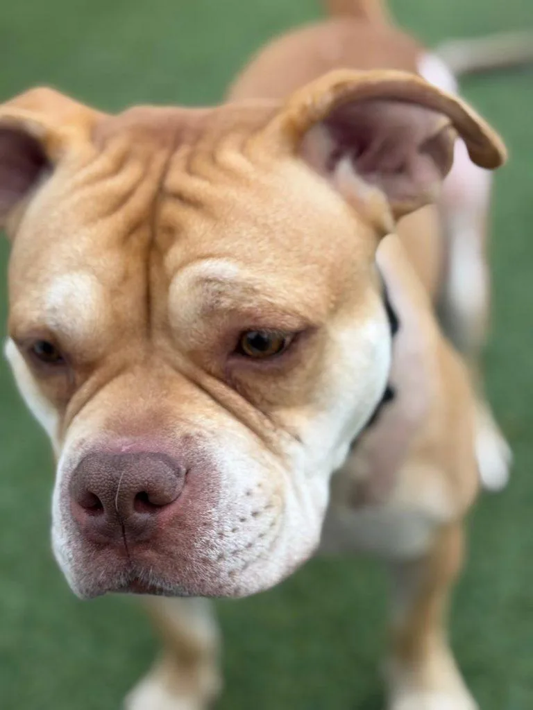 Esteban Your New Best thumbnail 5