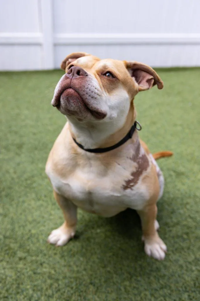 Esteban Your New Best