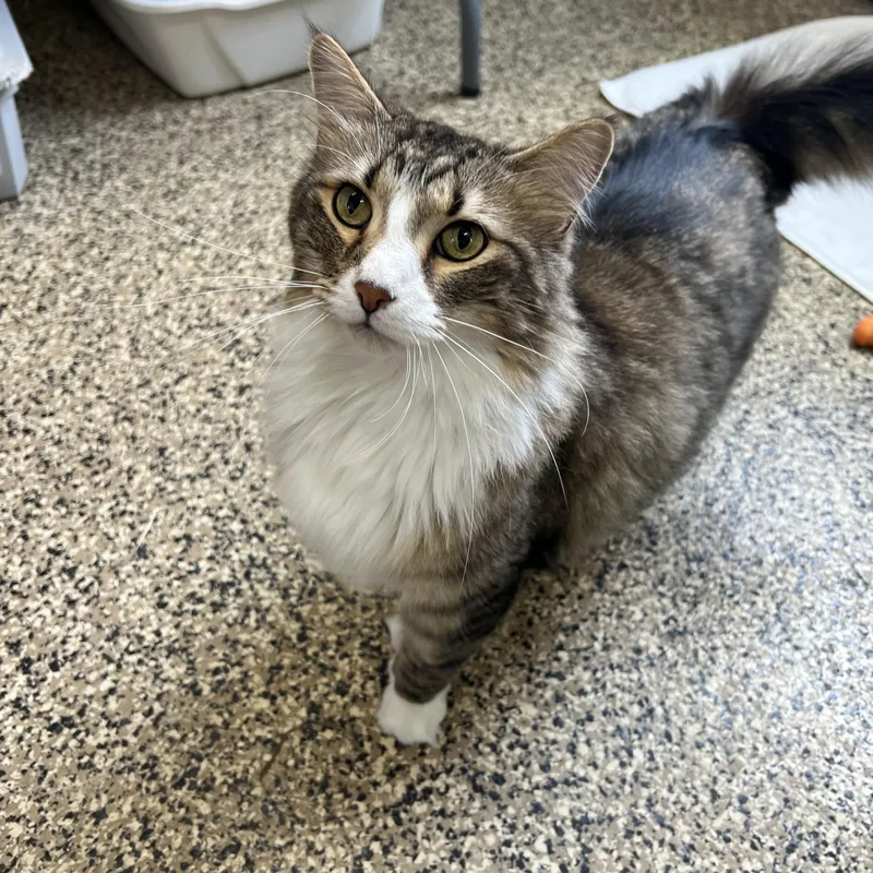 An adult medium-sized male Tabby (Buff / Tan / Fawn) Domestic Long Hair cat named Gadget for adoption in Fairmont, MN