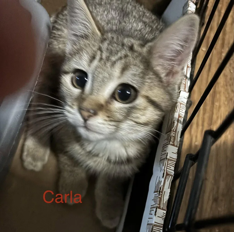 A baby medium-sized female Domestic Short Hair cat named Carla for adoption in Naugatuck, CT