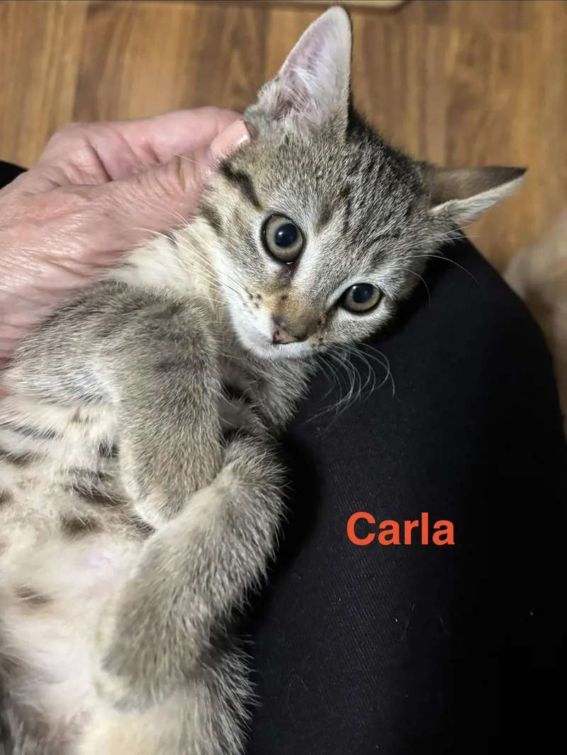 Carla thumbnail 2