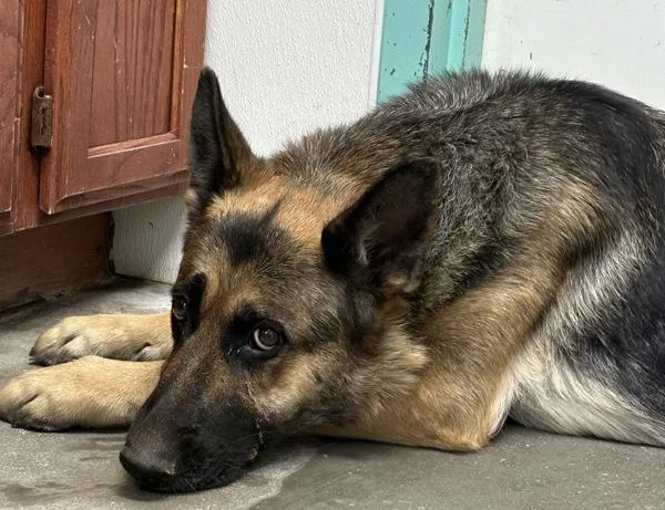 An adult large-sized female German Shepherd Dog dog named Ada for adoption in Rio Rancho, NM