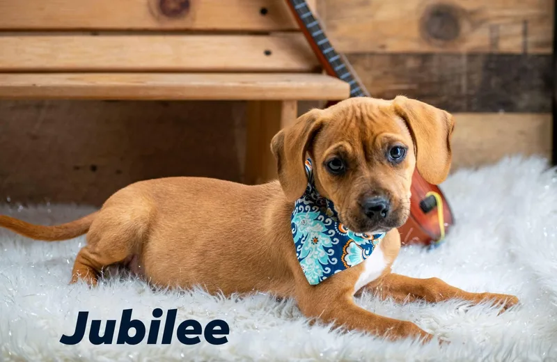 A baby small-sized female Yellow / Tan / Blond / Fawn Hound dog named Jubilee for adoption in Sevierville, TN