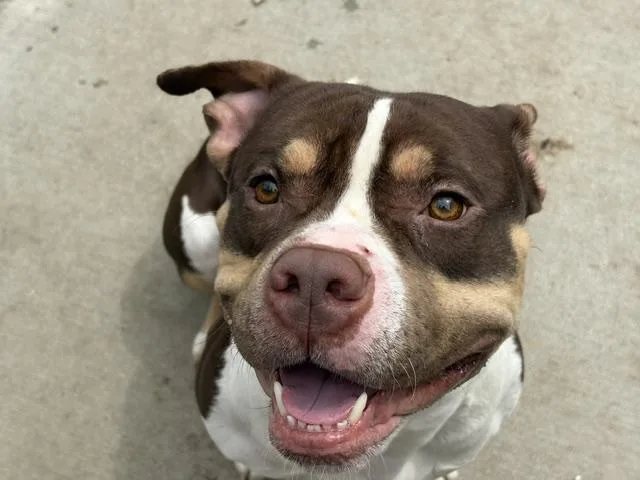 An adult medium-sized male Pit Bull Terrier dog named Ocho for adoption in Tulsa, OK