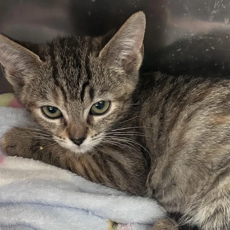 A baby small-sized female Brown / Chocolate Domestic Short Hair cat named Gator Chino Hills Location for adoption in Chino Hills, CA