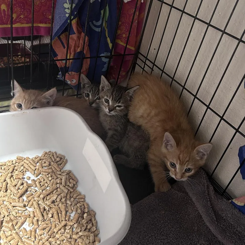 Gator Chino Hills Location thumbnail 2