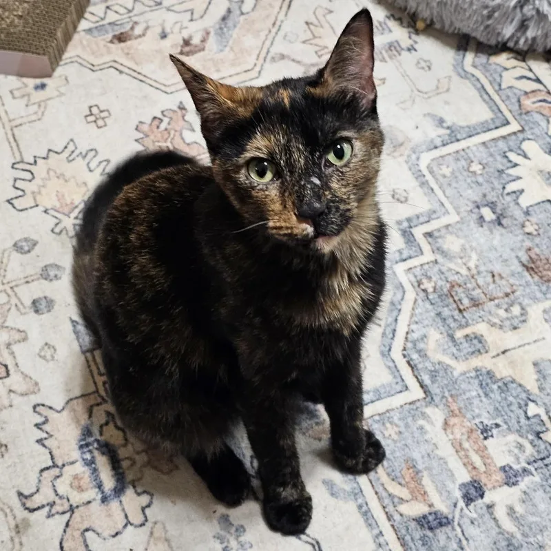 An adult medium-sized female Tortoiseshell Domestic Short Hair cat named Dazzler for adoption in Evanston, IL