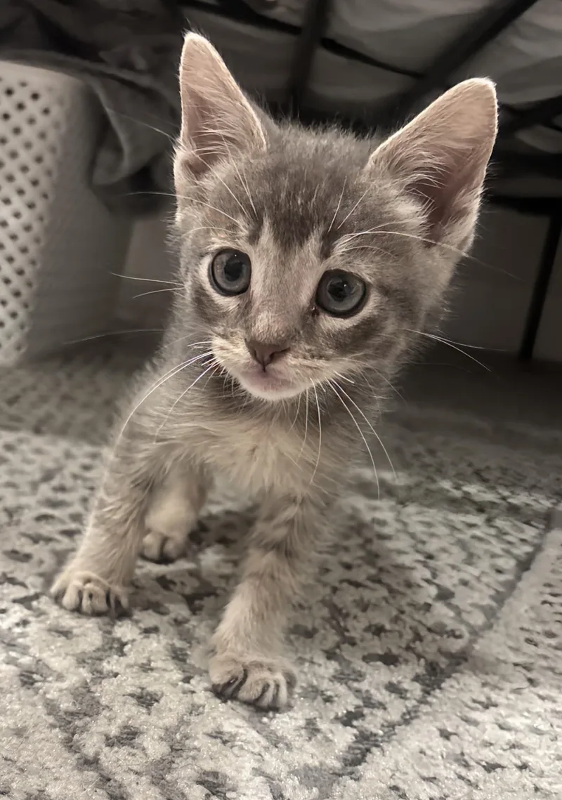 A baby medium-sized female Tabby (Gray / Blue / Silver) Tabby cat named Butter for adoption in San Juan Capistrano, CA