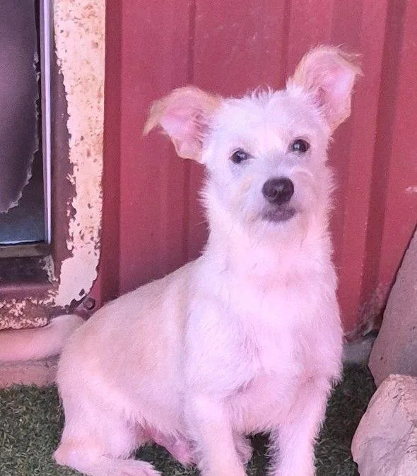 A young small-sized male White / Cream Cairn Terrier dog named Abraham for adoption in Carrollton, TX