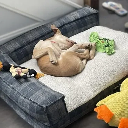 A baby medium-sized female Labrador Retriever dog named Alora for adoption in Washington, DC