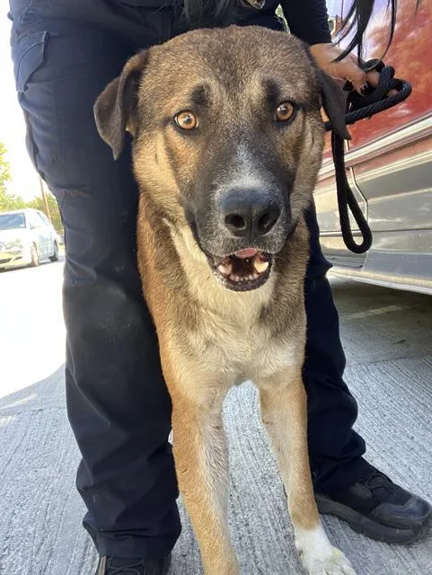 An adult large-sized male Mixed Breed dog named Lawlence for adoption in Dallas, TX
