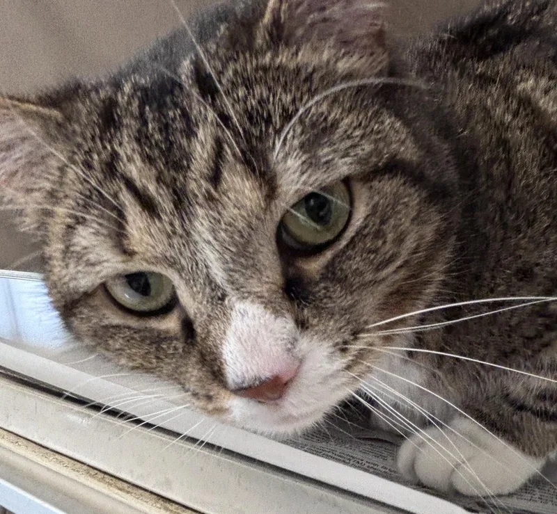 An adult large-sized female Domestic Short Hair cat named Jodie for adoption in Beacon, NY