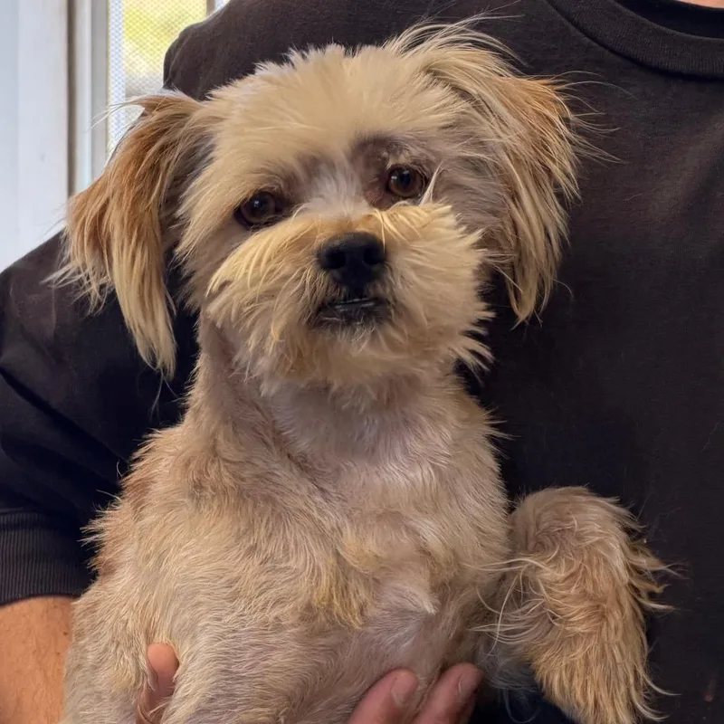 An adult small-sized male Brown / Chocolate Shih Tzu dog named Fraziera for adoption in San Pablo, CA