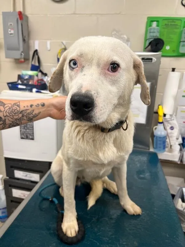 An adult medium-sized female White / Cream Mixed Breed dog named Jubilee for adoption in Mobile, AL