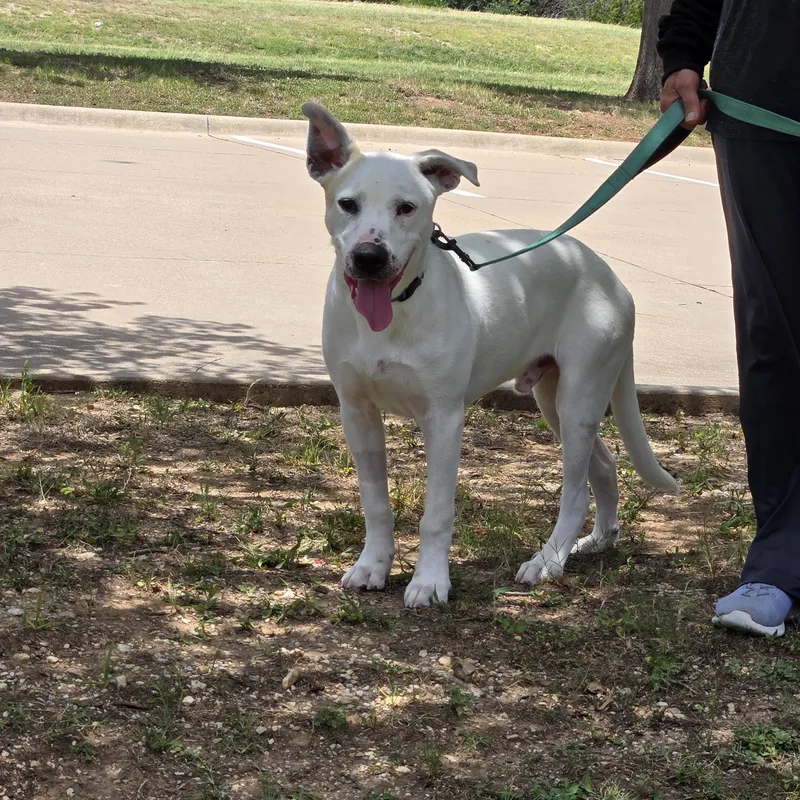 A young medium-sized male White / Cream Labrador Retriever dog named Blanco for adoption in Benbrook, TX