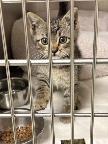 A baby small-sized male Domestic Short Hair cat named Michi for adoption in Memphis, TN