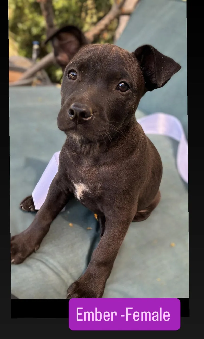 A baby medium-sized female American Staffordshire Terrier dog named Ember for adoption in San Diego, CA