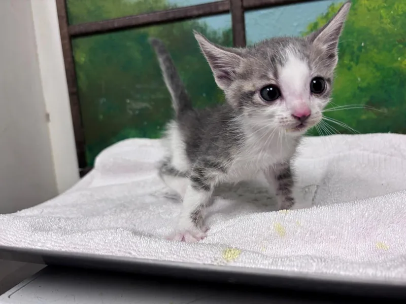 A baby small-sized female Domestic Short Hair cat named Sonya for adoption in Houston, TX