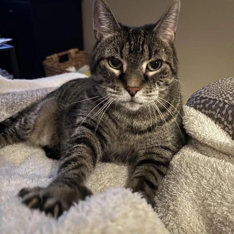 A senior large-sized female Tabby (Tiger Striped) Tabby cat named Toni for adoption in Linden, NJ