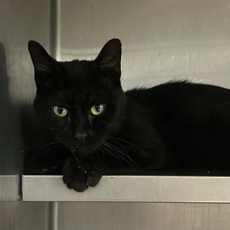 American Electric Power