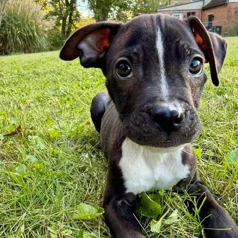 A baby small-sized male Black Pit Bull Terrier dog named Gabagool for adoption in Dayton, OH