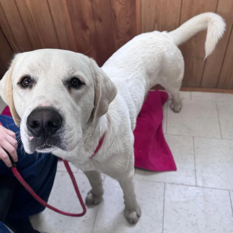An adult large-sized male White / Cream Mixed Breed dog named White Rain for adoption in Columbiana, AL