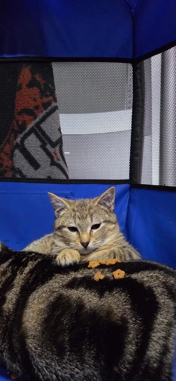 Peaches And Crème thumbnail 2