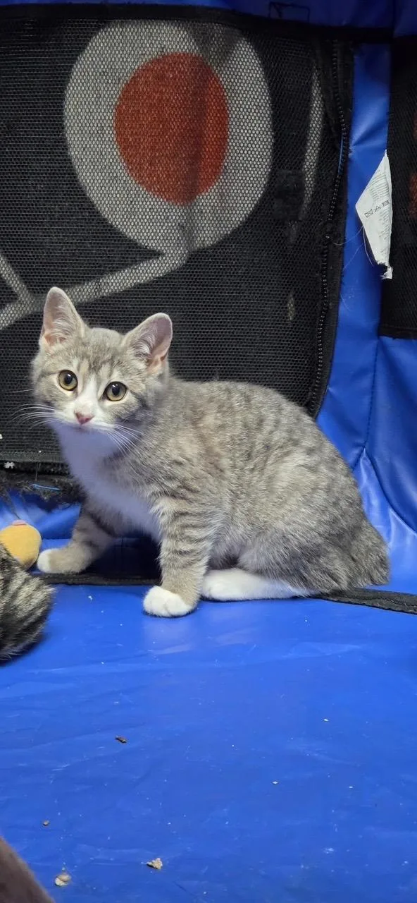 Peaches And Crème thumbnail 3