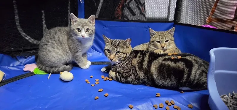 Peaches And Crème thumbnail 4