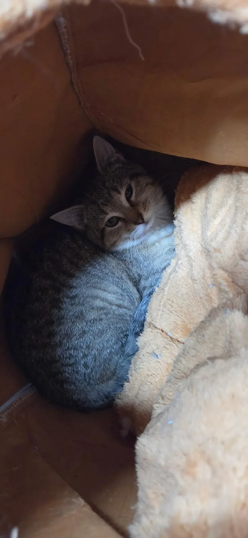 Peaches And Crème thumbnail 5