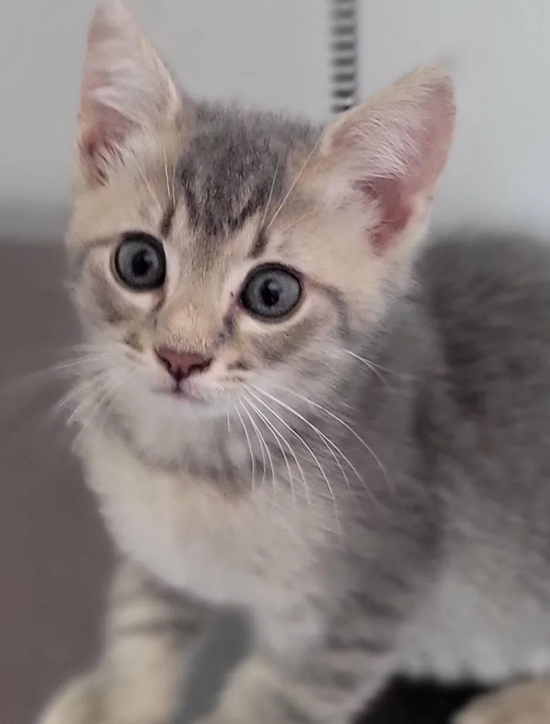 Tatertot thumbnail 3