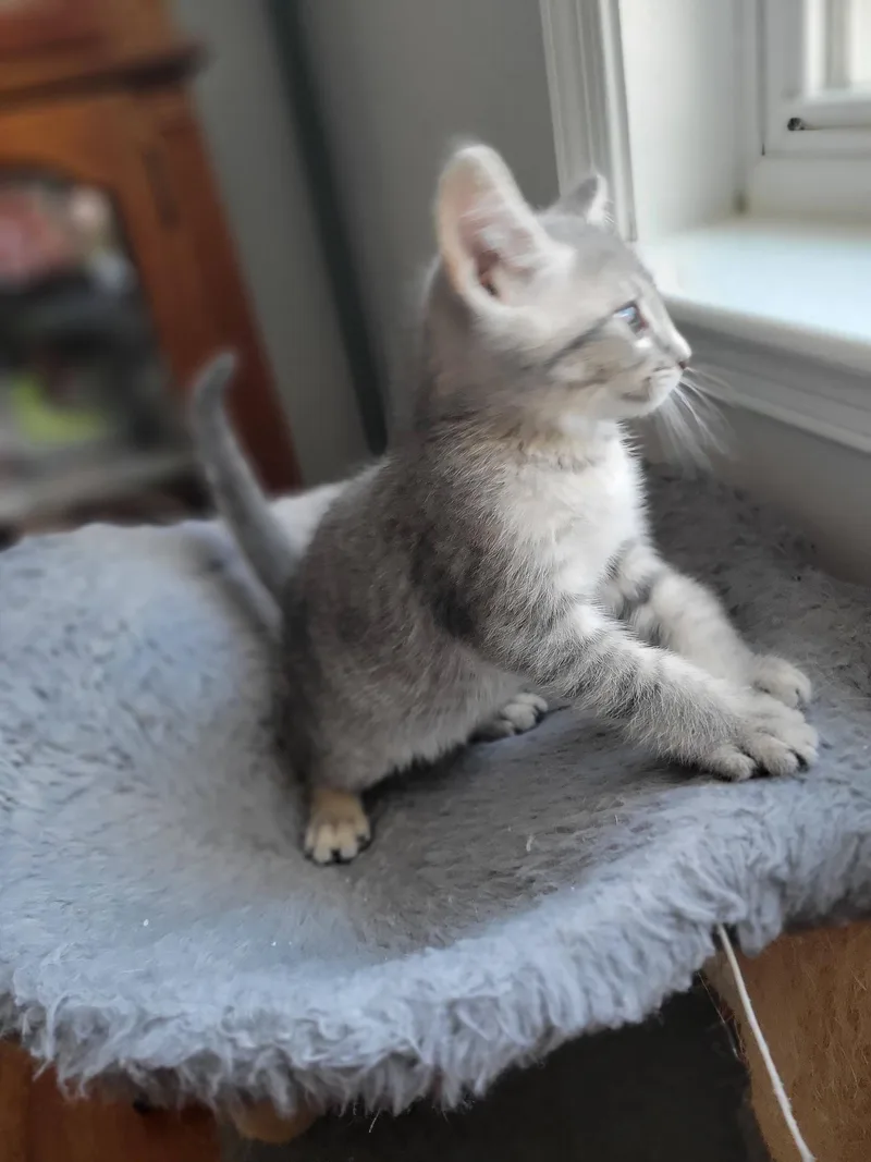 Tatertot thumbnail 4