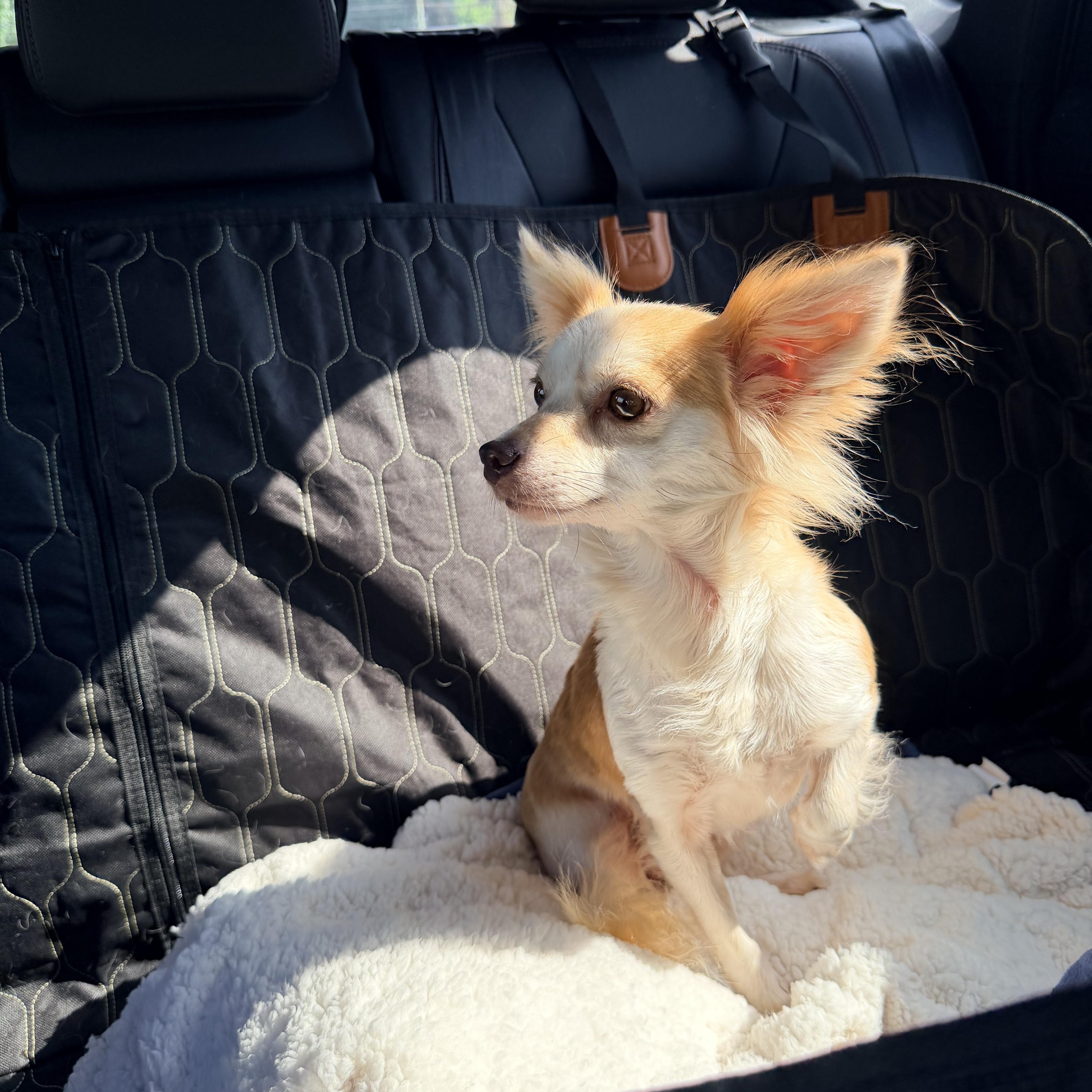 Diva