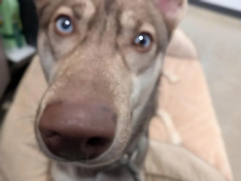 A young medium-sized female Husky dog named Quinnie for adoption in Greenfield, IN