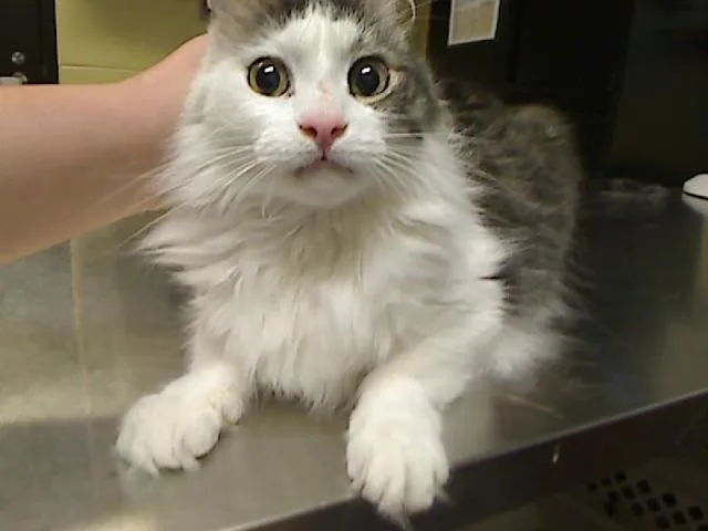 An adult medium-sized male Domestic Long Hair cat named Gizmo for adoption in Cookeville, TN