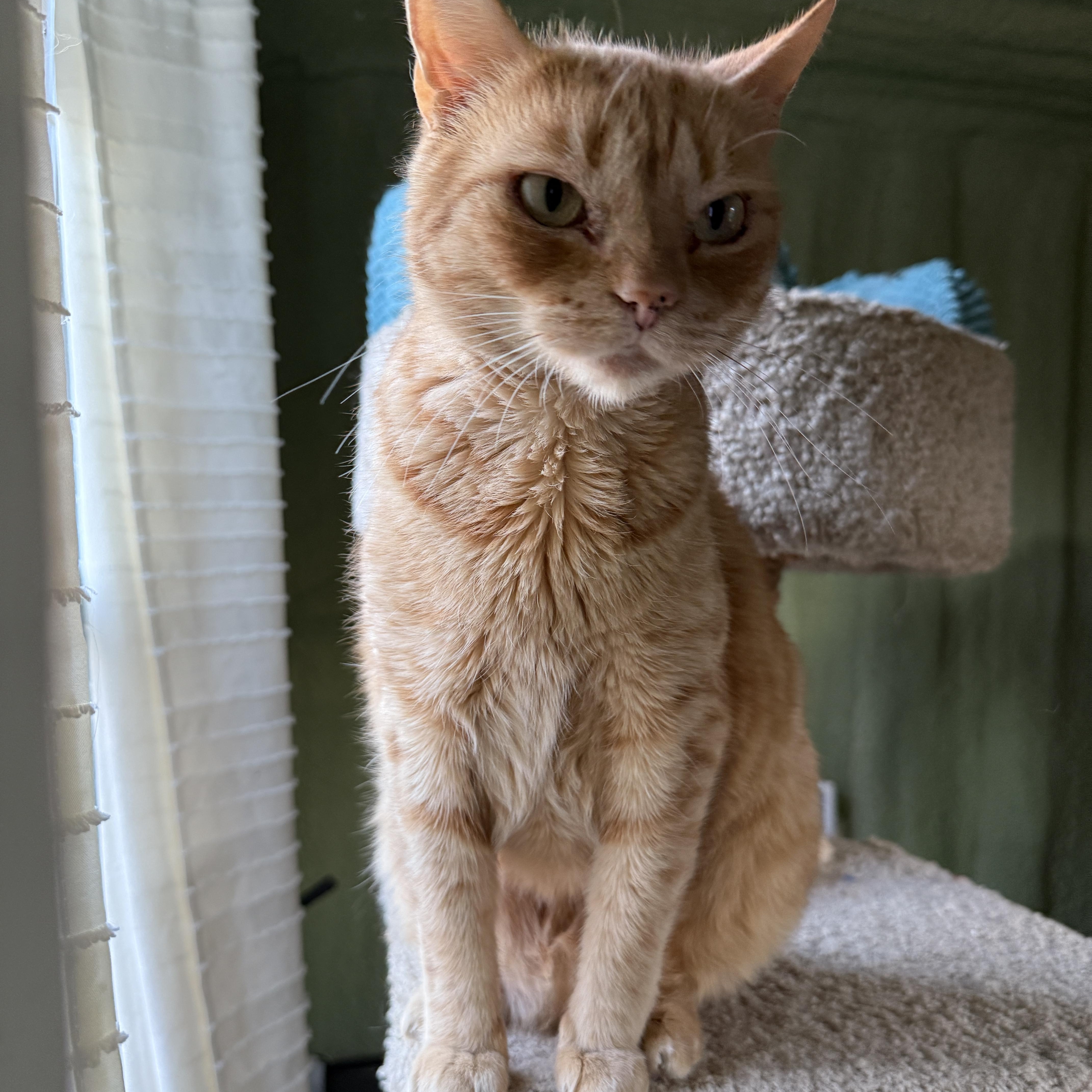 An adult medium-sized female Tabby (Orange / Red) Domestic Short Hair cat named Candy Corn for adoption in Clyde, NC
