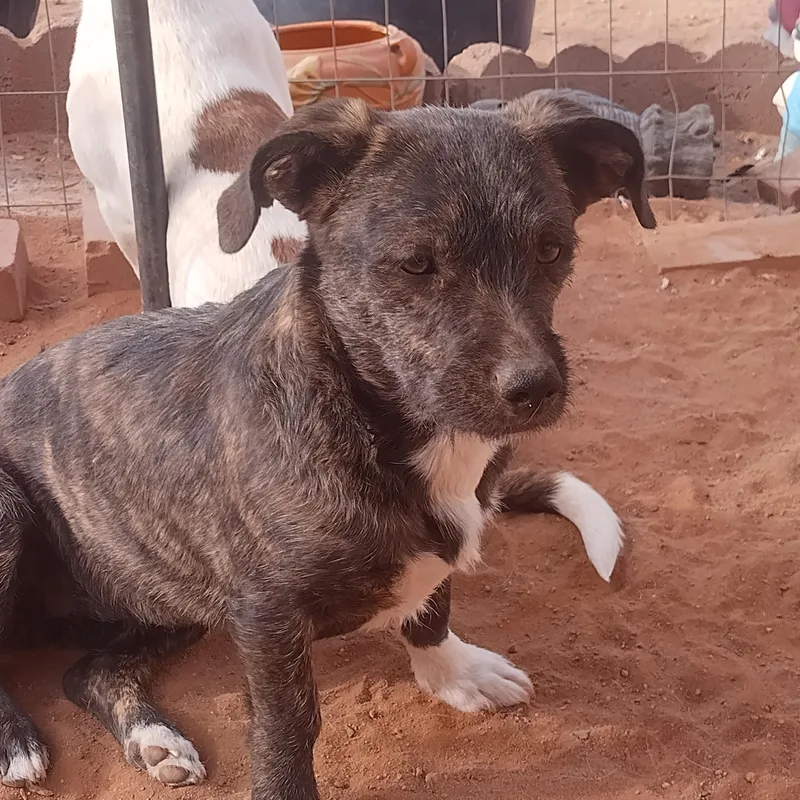 A young small-sized female Chiweenie dog named Squish for adoption in El Paso, TX