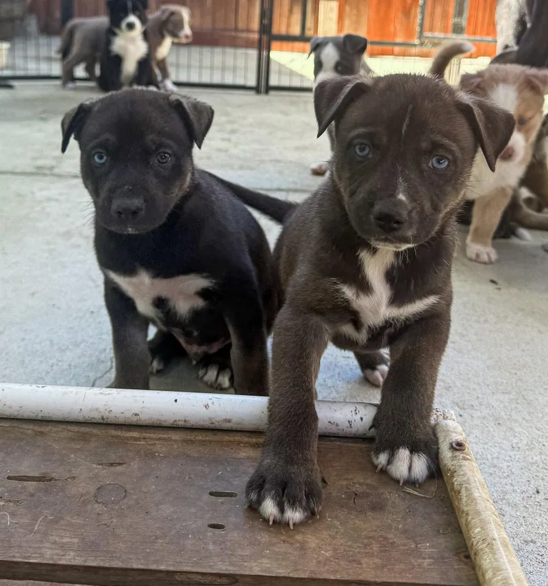 Marilynn's Puppy Midge