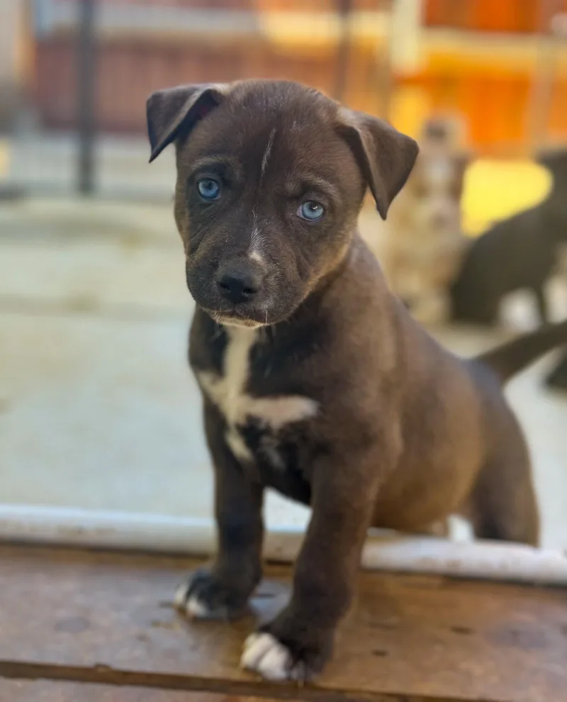 Marilynn's Puppy Midge thumbnail 2